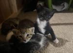 Domestic Shorthair Mackerel Tabby - Domestic Kitten For Adoption - Deltona&comma; FL&comma; US