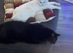 Anikin Skywalker and Obi Wan Catnobi - Domestic Cat For Adoption - Red Oak&comma; TX&comma; US