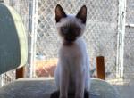 Nova - Siamese Kitten For Sale - Anza&comma; CA&comma; US