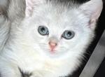 Prinz - Scottish Straight Kitten For Sale - 