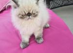 BFlat - Exotic Kitten For Sale - NJ&comma; US
