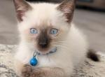 Edward Bonded With Sayla - Siamese Kitten For Adoption - 