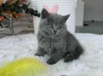 Scottish straight blue color pretty girl - Scottish Straight Kitten For Sale - Davenport&comma; FL&comma; US