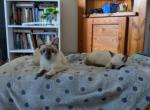 Sayla Bonded With Edward - Siamese Kitten For Adoption - 