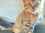 Ophelia - Bengal Kitten For Sale - Gresham&comma; OR&comma; US