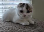 Sophi - Scottish Fold Kitten For Sale - Holland&comma; PA&comma; US