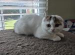 Sophi - Scottish Fold Kitten For Sale - Holland&comma; PA&comma; US