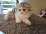 Cloud - Scottish Fold Kitten For Sale - Holland&comma; PA&comma; US