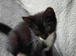 Kitten 1 - British Shorthair Kitten For Sale - Boston&comma; MA&comma; US