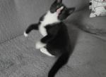 Kitten 3 - British Shorthair Kitten For Sale - Boston&comma; MA&comma; US