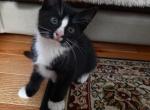 Kitten 3 - British Shorthair Kitten For Sale - Boston&comma; MA&comma; US