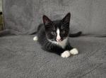 Kitten 3 - British Shorthair Kitten For Sale - Boston&comma; MA&comma; US