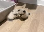 Himalayan Persian - Himalayan Kitten For Sale - Philadelphia&comma; PA&comma; US