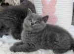 Scottish straight blue girl very pretty - Scottish Straight Kitten For Sale - Davenport&comma; FL&comma; US