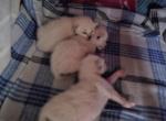 August babies - Siamese Kitten For Sale - NY&comma; US