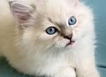 &Vcy;&vcy; - Siberian Kitten For Sale - 