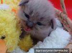 Ragdoll Cherubim Boy green collar - Ragdoll Kitten For Sale - 