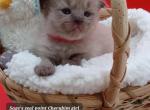 Ragdoll Cherubim Girl red collar - Ragdoll Kitten For Sale - 