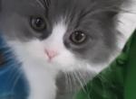 Blue and White Persian Kitten - Persian Kitten For Sale - Parma&comma; OH&comma; US
