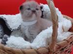 Ragdoll Cherubim Girl white collar - Russian Blue Kitten For Sale - New York&comma; NY&comma; US