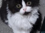 Black & White Persian Kitten - Persian Kitten For Sale - Parma&comma; OH&comma; US