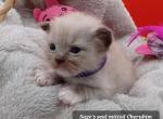 Ragdoll Cherubim Girl purple collar - Ragdoll Kitten For Sale - 