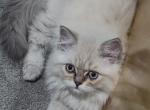 Green Eyed Blue Point Persian Kitten - Persian Kitten For Sale - Parma&comma; OH&comma; US