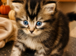 Stripper - Siberian Kitten For Sale - 
