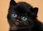 Midnight Blue - Siberian Kitten For Sale - Poplar Bluff&comma; MO&comma; US