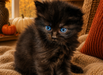 Midnight Blue - Siberian Kitten For Sale - Poplar Bluff&comma; MO&comma; US