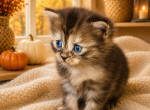 Ringo - Siberian Kitten For Sale - 