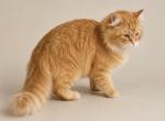 Scarlett - Siberian Cat For Sale - Belchertown&comma; MA&comma; US