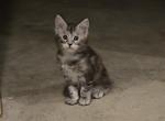 Juniper - Maine Coon Kitten For Sale - Gainesville&comma; GA&comma; US