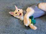 Lainey Red Smoke - Maine Coon Kitten For Sale - Longmont&comma; CO&comma; US
