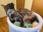 Latif Black Smoke - Maine Coon Kitten For Sale - 