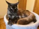 Latif Black Smoke - Maine Coon Kitten For Sale - 