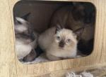 gizmo - Siamese Kitten For Sale - Barrington&comma; IL&comma; US