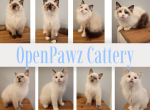 Blossom - Ragdoll Kitten For Sale - Henderson&comma; NC&comma; US