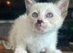 Coco - Siamese Kitten For Sale - 