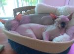 Lilly - Sphynx Kitten For Sale - Killeen&comma; TX&comma; US