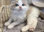 Elliot - Ragdoll Kitten For Sale - San Diego&comma; CA&comma; US