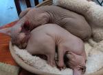Basil - Sphynx Kitten For Sale - Killeen&comma; TX&comma; US