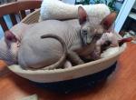 Daisy - Sphynx Kitten For Sale - Killeen&comma; TX&comma; US