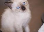 Apolo - Siamese Kitten For Sale - Phoenix&comma; AZ&comma; US