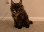 Laikum - Maine Coon Kitten For Sale - Fairfield&comma; OH&comma; US