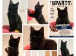 Sparty - Maine Coon Kitten For Sale - Waxahachie&comma; TX&comma; US