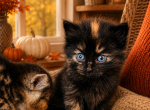 Hookey Day - Siberian Kitten For Sale - Poplar Bluff&comma; MO&comma; US