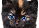 Hookey Day - Siberian Kitten For Sale - 