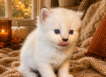 Sugar Plum - Siberian Kitten For Sale - Poplar Bluff&comma; MO&comma; US