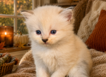 Sugar Plum - Siberian Kitten For Sale - Poplar Bluff&comma; MO&comma; US